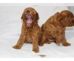 Милые щенки пуделя