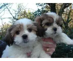 Прекрасные щенки ши-тцу императорского помеси.