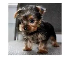 йоркширского терьера маленького размера