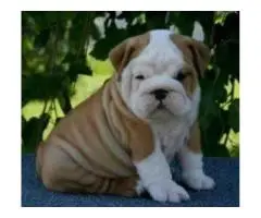 Английский бульдог на продажу