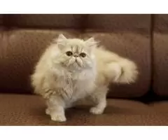 Персидские котята - 1