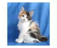Питомник кошек породы мейн-кун Apogeya BY предлагает очаровательную девочку