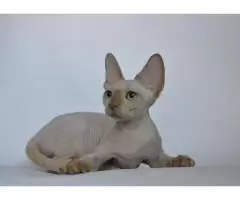 Девон рекс котята из профессионального питомника - 4