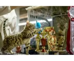 Официальный питомник продаёт бенгальских котят