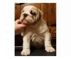 English bulldog - 1