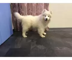 Samoyed - 6