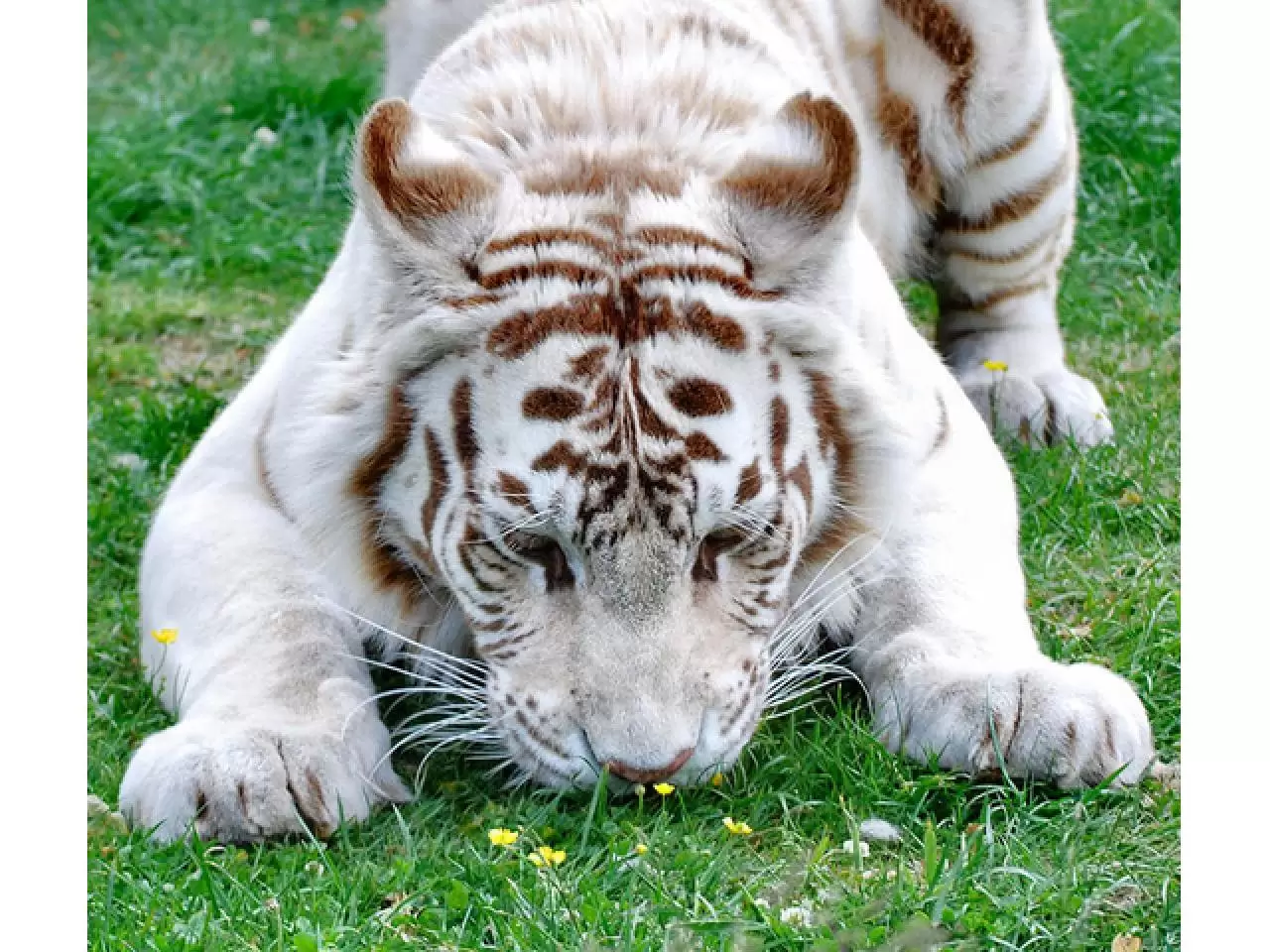 Animals images. Белый тигр альбинос. Необычный тигр. Красивые животные. Самые красивые тигры.