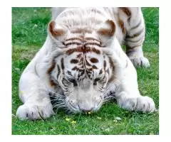 Продам тигра - 2
