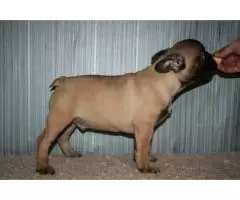 Продам щенков Французского бульдога с родословной