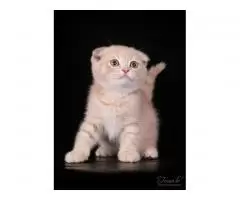 Scottish fold and straight - 3