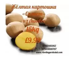 Жёлтая  картошка и другие продукты - 1