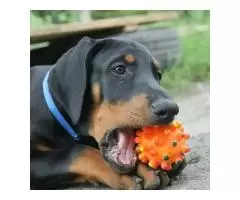 щенок добермана ,девочка  Doberman puppy .FEMALE - 1