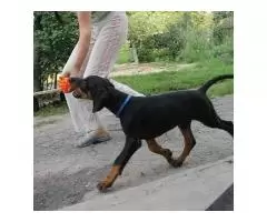 щенок добермана ,девочка  Doberman puppy .FEMALE - 2