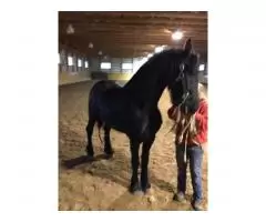 Красивая и гладкая верховая езда Friesian Mare