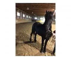 Красивая и гладкая верховая езда Friesian Mare - 2