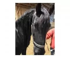 Красивая и гладкая верховая езда Friesian Mare - 3