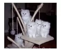 Привлекательные белые персидские котята