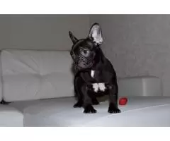 French bulldog, male. E-mail- deladrahun@gmail.com - 2