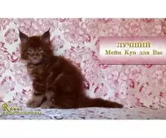 Котёнок мейн кун красный. Шоу класс. Из питомника - 1