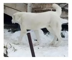 Кобель САО, подросток. Правнук Алладина и Фараона. - 3