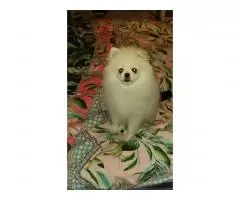 Pomeranians - 1