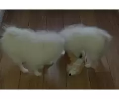 Pomeranians - 2